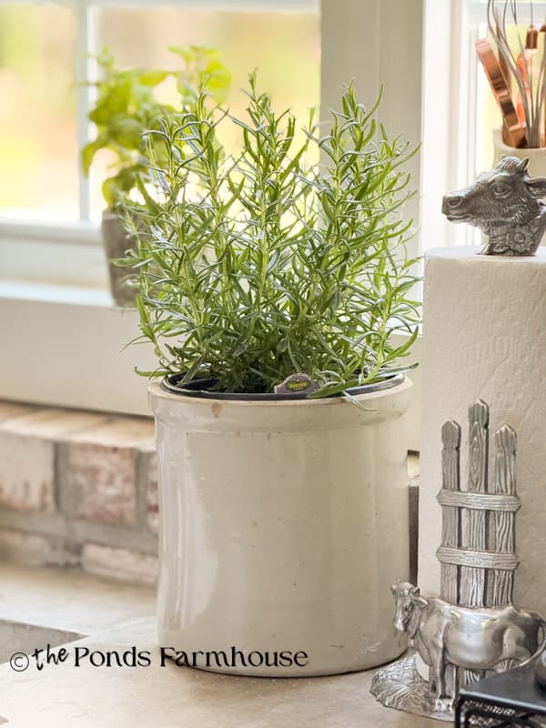 Rosemary in vintage crock in farmhouse kitchen
