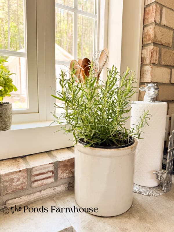 rosemary herbs in vintage crock on farmhouse countertop
