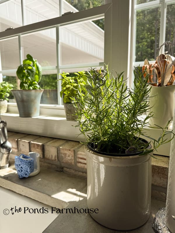 rosemary in vintage crock on farmhouse kitchen countertop