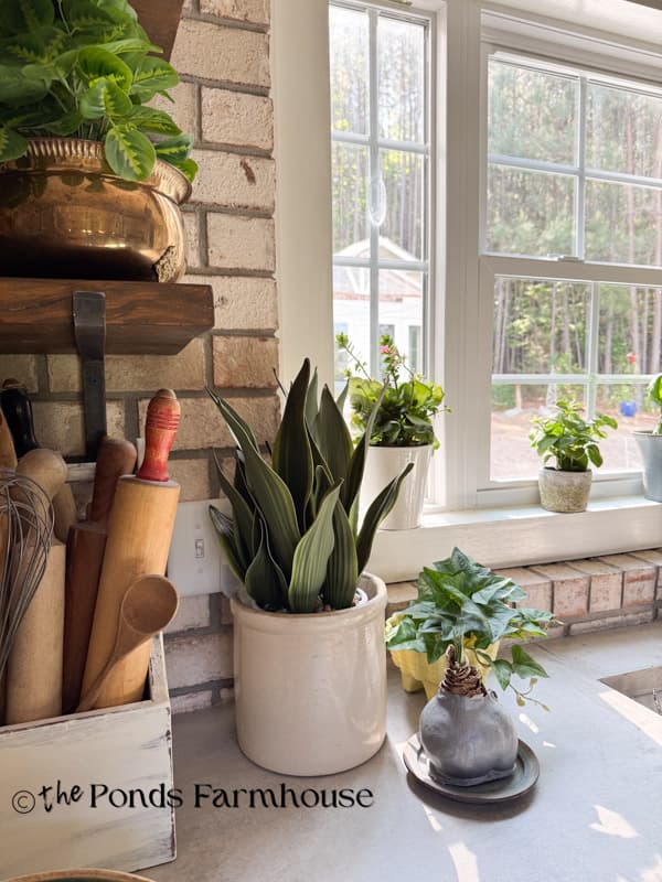 snake plant and herbs for decorating kitchen open shelves and windowsill