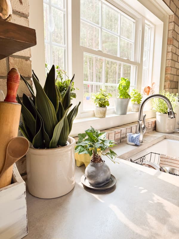 Snake plant with herb to decorate kitchen countertop and windowsill