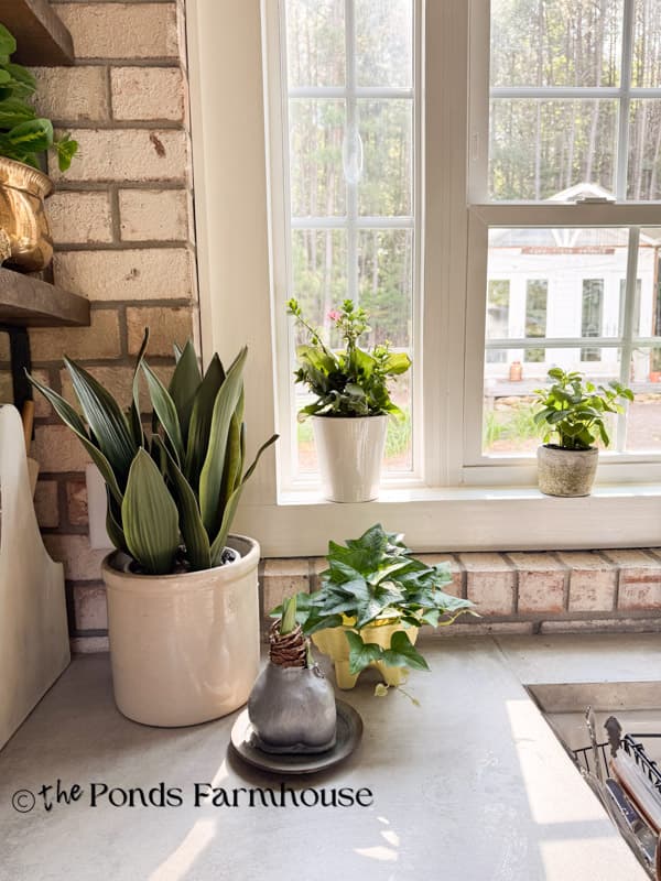 snake plant, ivy and herbs for decorating a kitchen windowsill