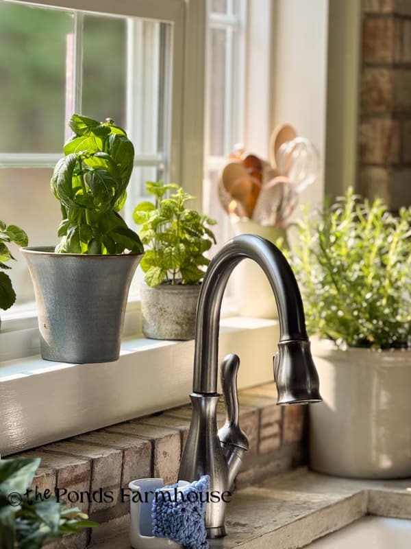 Vintage pottery vase with fresh basil plant on kitchen windowsill with rosemary on countertop