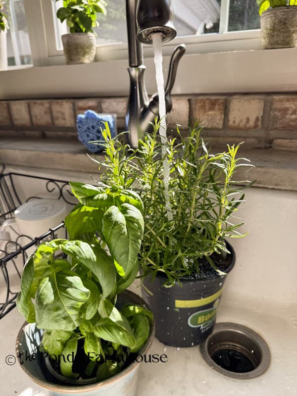 watering herbs in kitchen sink next to windowsill