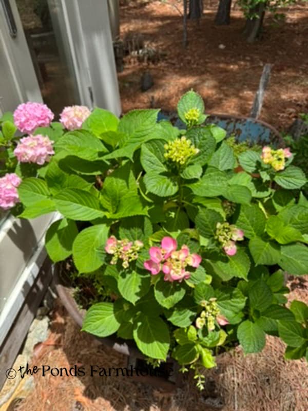 Wheel Barrow with Hydrangea plants