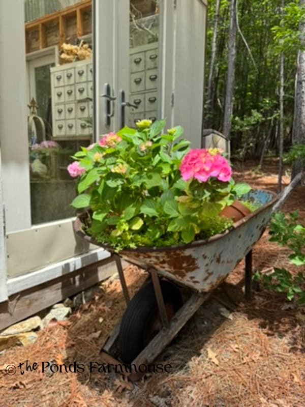 Wheel Barrow with hydrangeas
