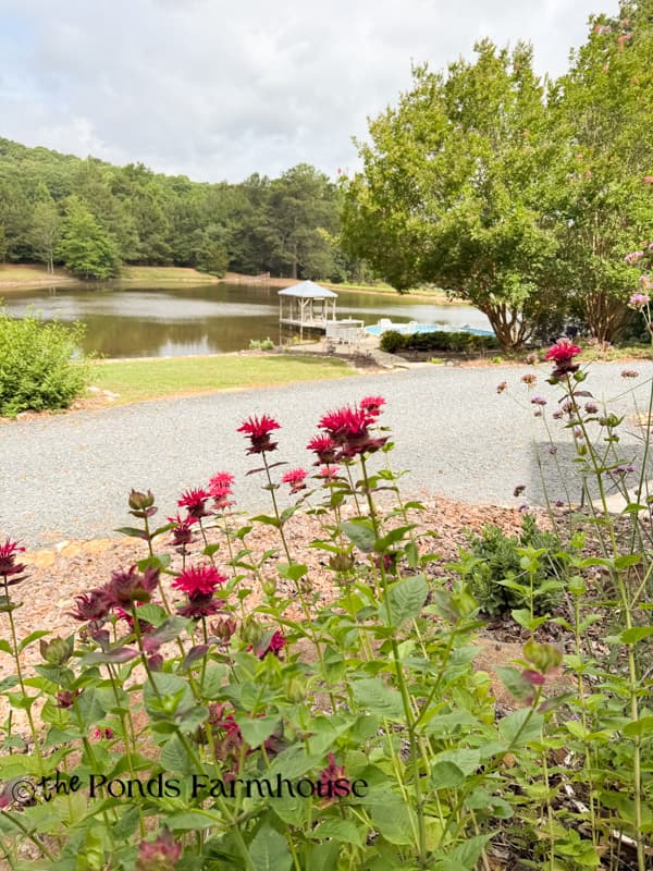 Bee's Balm Flowers blooming at the Ponds farmhouse