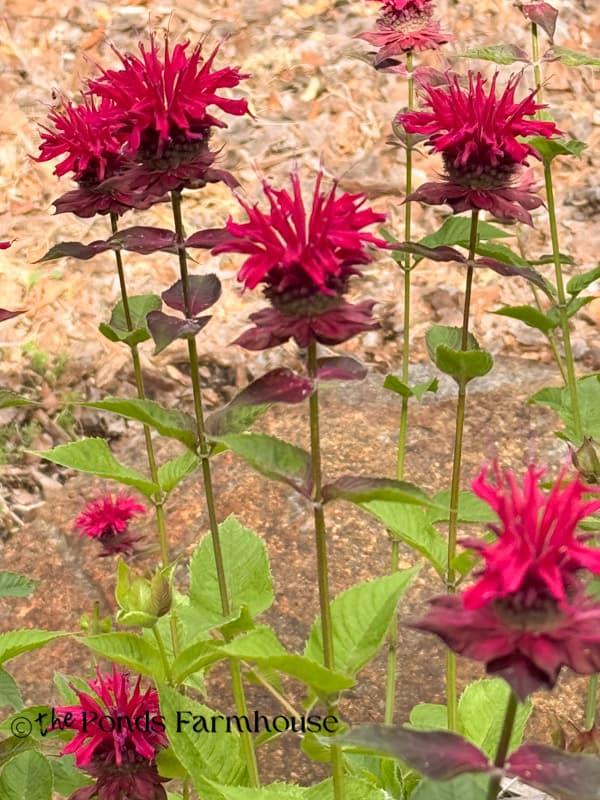 Bee's Balm Flowers in bloom