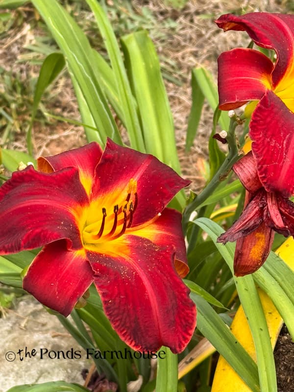 Close up of daylilies in bloom at the ponds