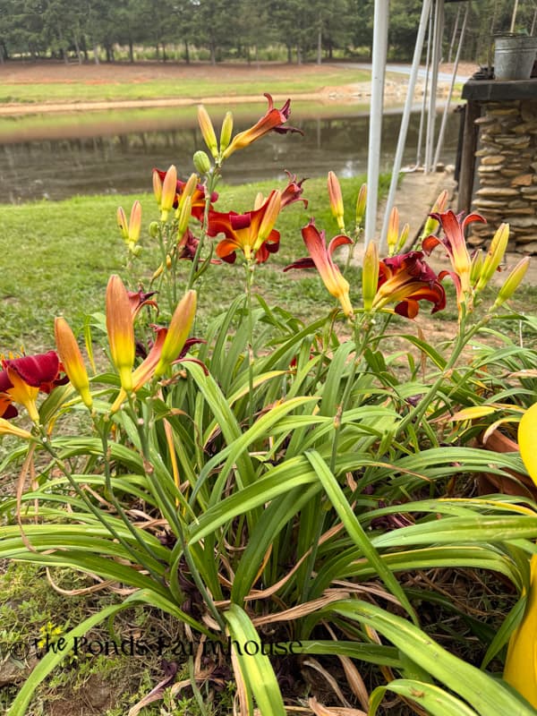 Day lilies blooming at The Ponds