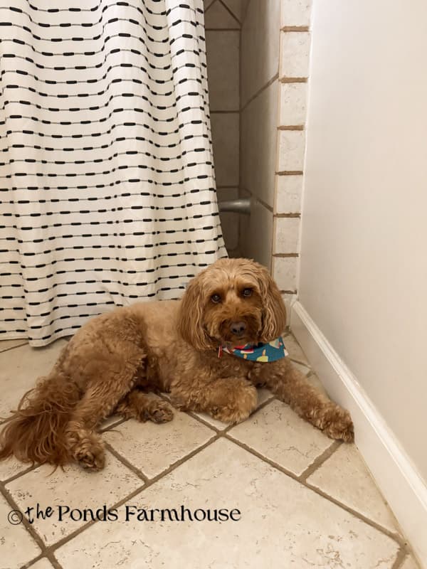 Rudy getting cool on bathroom floor