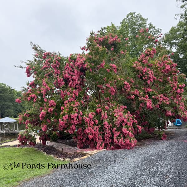 crepe myrtles weighted down from rain with blooms on the ground