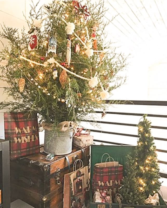 Live Cedar Christmas Tree 2016