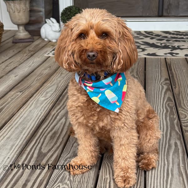 Rudy on front porch with popsicle bandana