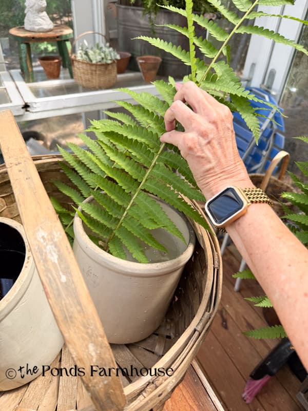add wild ferns to the crock at the back of the basket