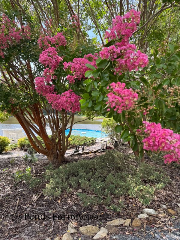 crepe myrtles in bloom at The Ponds Farmhouse by the pool