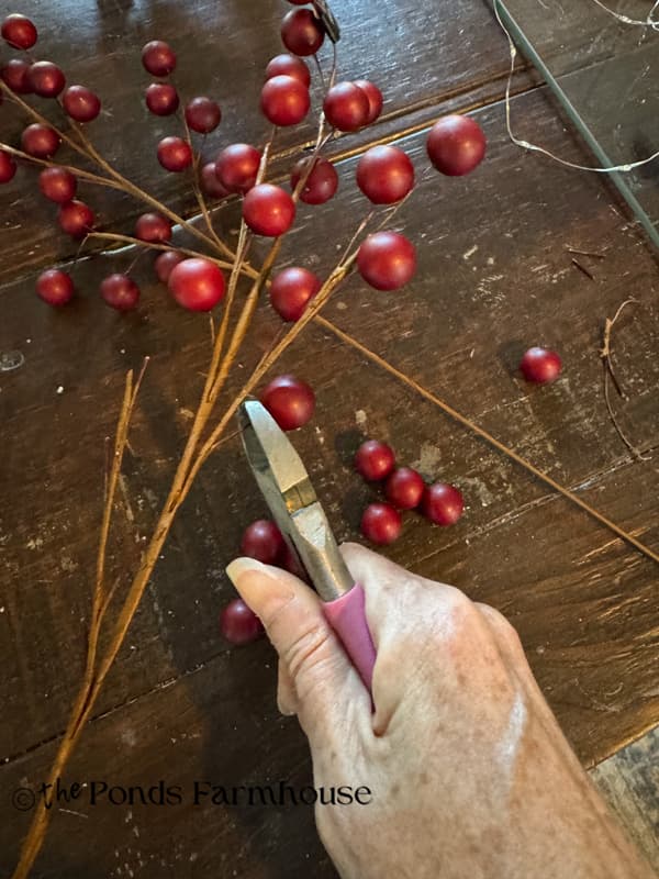Cutting berries from the stems